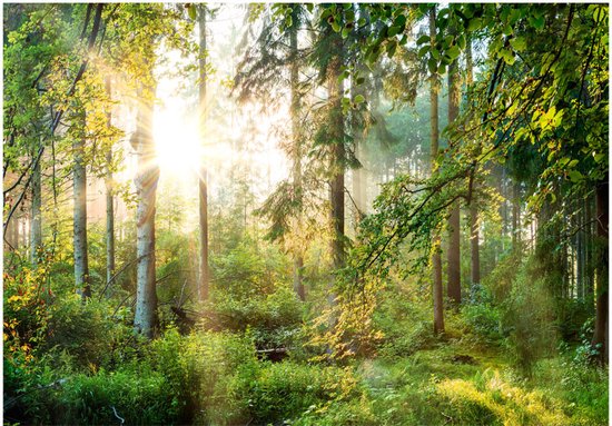Papier fotobehang autocollant - Nature sauvage d'une forêt , Premium Print
