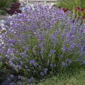 Lavandula angustifolia 'Munstead' - Echte lavendel - Pot 13 cm (1,3 liter)