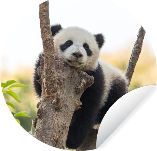 WallCircle - Muurstickers - Behangcirkel - Panda - Boom - Licht - 80x80 cm - Muurcirkel - Zelfklevend - Ronde Behangsticker