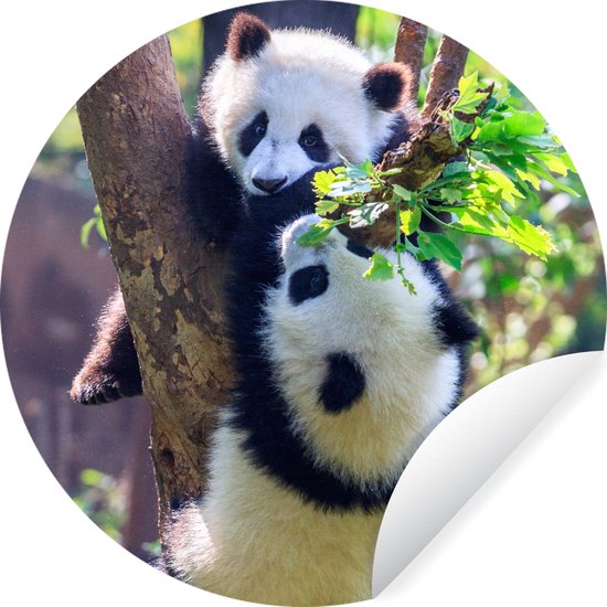 WallCircle - Muurstickers - Behangcirkel - Panda's - Boom - Natuur - 100x100 cm - Muurcirkel - Zelfklevend - Ronde Behangsticker XXL