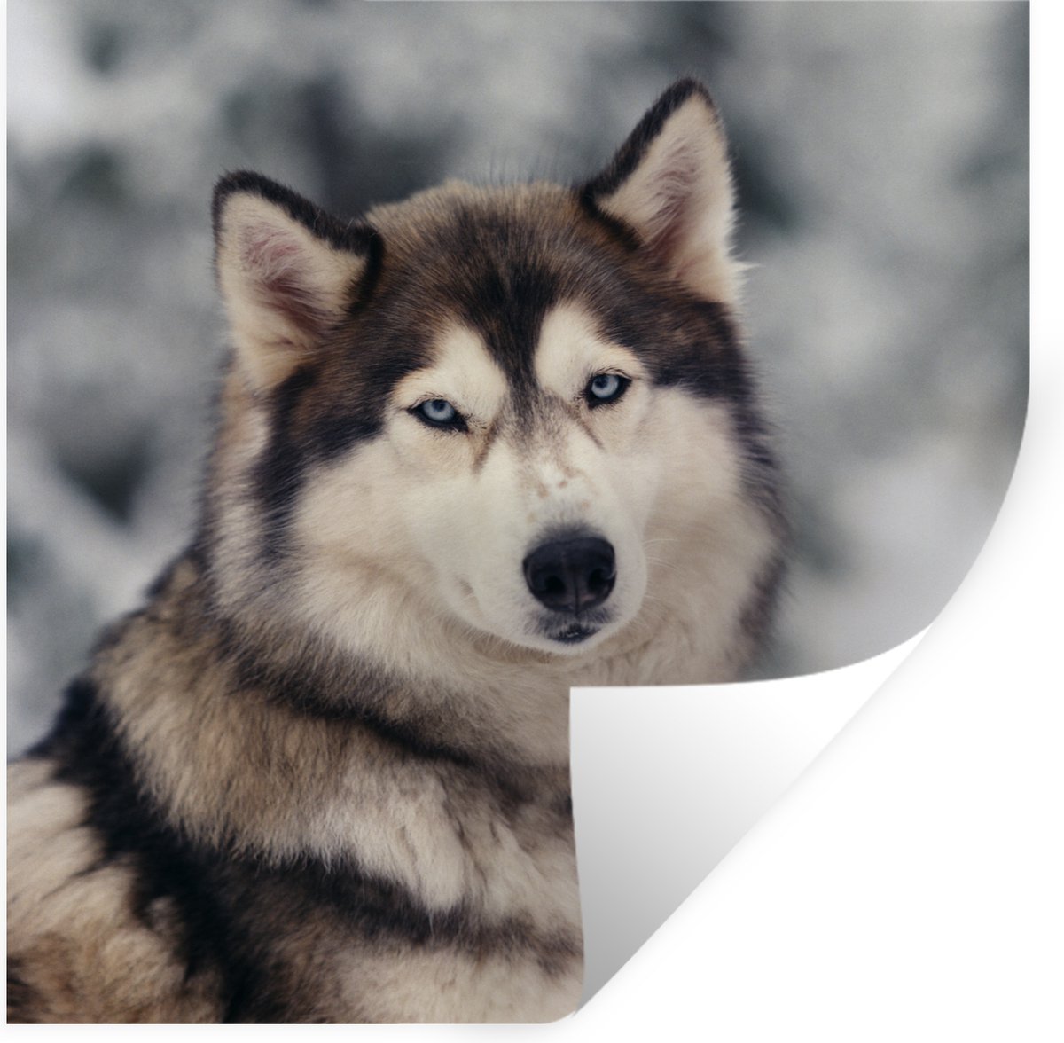 Muurstickers - Sticker Folie - Portret van een Husky - 30x30 cm - Plakfolie - Muurstickers