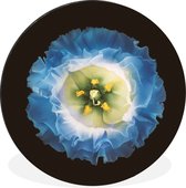 Un gros plan d'une fleur bleue sur fond noir Cercle mural aluminium ⌀ 30 cm - impression photo sur cercle mural / cercle vivant / cercle jardin (décoration murale)