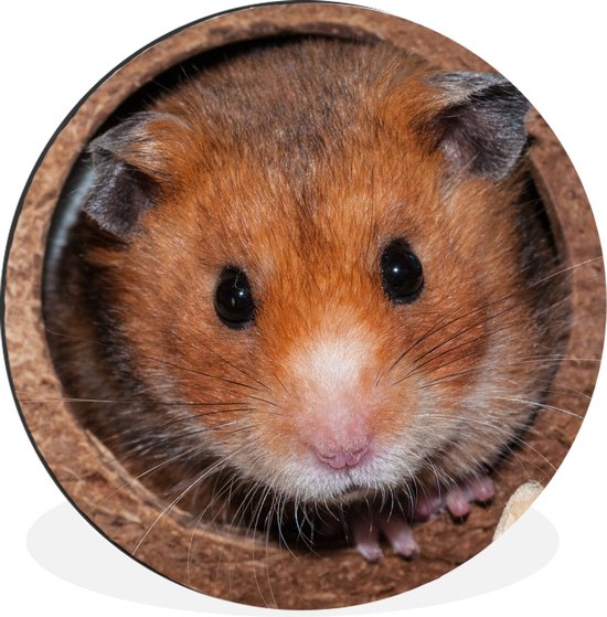 Hamster vient voir Cercle mural aluminium ⌀ 60 cm - impression photo sur cercle mural / cercle vivant / cercle de jardin (décoration murale)