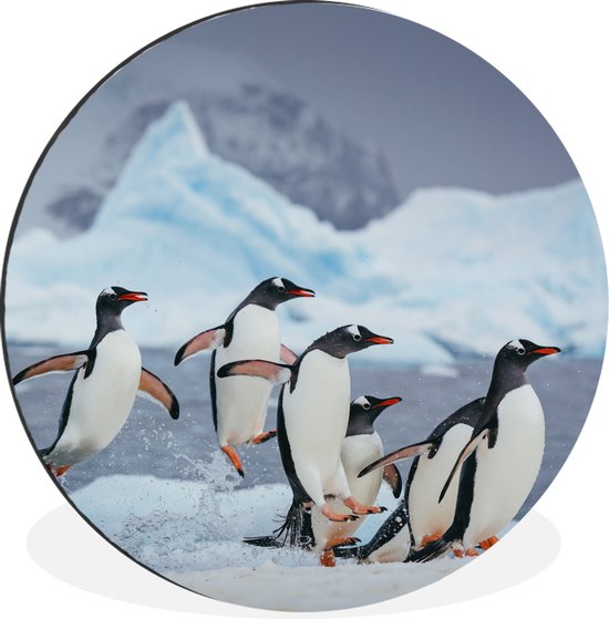 WallCircle - Wandcirkel - Muurcirkel - Pinguïns springen uit het water - Aluminium - Dibond - ⌀ 30 cm - Binnen en Buiten