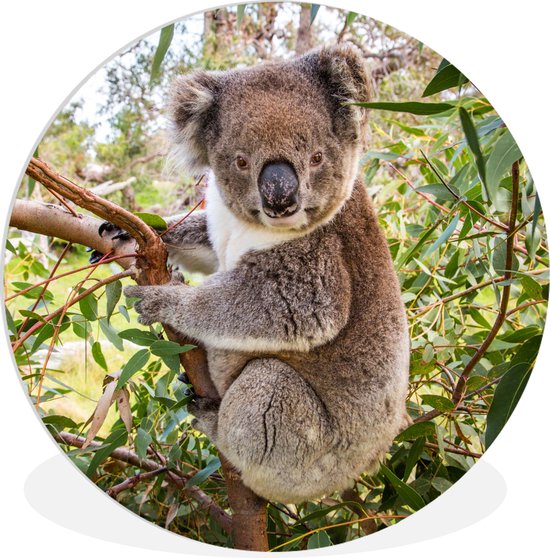 WallCircle - Wandcirkel ⌀ 140 - Koala - Boom - Bladeren - Kinderen - Jongens - Meiden - Ronde schilderijen woonkamer - Wandbord rond - Muurdecoratie cirkel - Kamer decoratie binnen - Wanddecoratie muurcirkel - Woonaccessoires