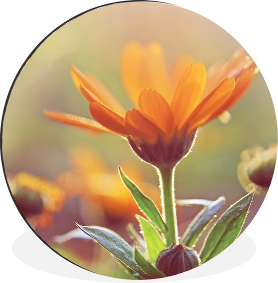 WallCircle - Cercle mural - Cercle mural - Gros plan d'un souci au soleil - Aluminium - Dibond - 60x60 cm - Intérieur et Extérieur