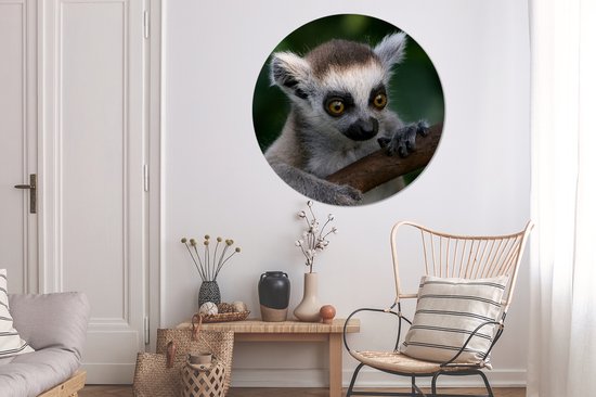 WallCircle - Wall Circle - Wall Circle Indoor - Animal - Branche - Lémurien à queue annelée - 150x150 cm - Décoration murale - Peintures Ronds