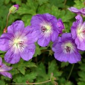 6 x Geranium Rozanne - Ooievaarsbek in 9x9cm pot met hoogte 5-10cm