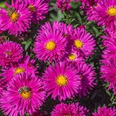 Aster novi-belgii 'Neron' - Nieuw-Nederlandse aster - Planthoogte: 10 cm - Pot 17 cm (2 liter)