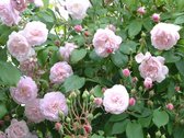 Blush Noisette | Struikroos | 1,5 meter hoog | Wortel | Roze