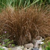 Carex buchananii - Rode zegge - Pot 17 cm (2 liter)