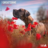 Deense Dog / Great Dane