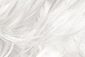 White feather – 120cm x 80cm - Fotokunst op PlexiglasⓇ incl. certificaat & garantie.