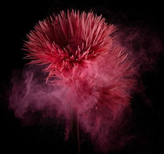 Flower power I - Fotokunst op Plexiglas - Incl. blind ophangsysteem en 5 jaar garantie