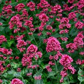 Centranthus ruber 'Coccineus' - Rode valeriaan - Pot 17 cm (2 liter)