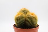 Ikhebeencactus | Parodia leninghausii | Bolcactus | 19cm kunststof schaal | 24cm hoog | Cactus