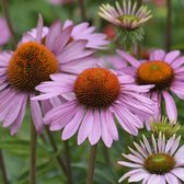 Echinacea purpurea 'Magnus' - Roze zonnehoed - Pot 17 cm (2 liter)