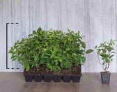 18 stuks | Pluimhortensia 'Phantom' Pot P9 tray - Bloeiende plant