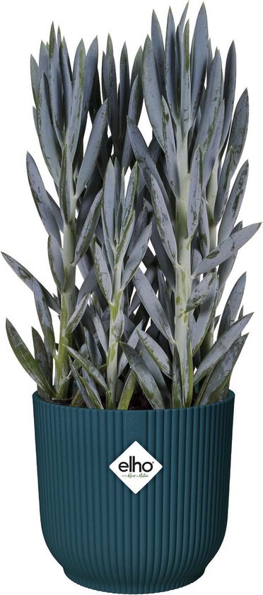 Blauwe plant met lange, puntige bladeren in een diepblauwe pot met ribbelpatroon. Elho logo op de pot.