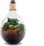 Stekkie Small ecosysteem | Plant in glazen fles - Nooit meer water geven - ↑ 33,5 cm - Ø 22 cm