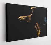 Zeearend (Haliaeetus albicilla) tijdens de vlucht tegen zwarte achtergrond in Noorwegen. - Moderne kunst canvas - Horizontaal - 169588421 - 80*60 Horizontal