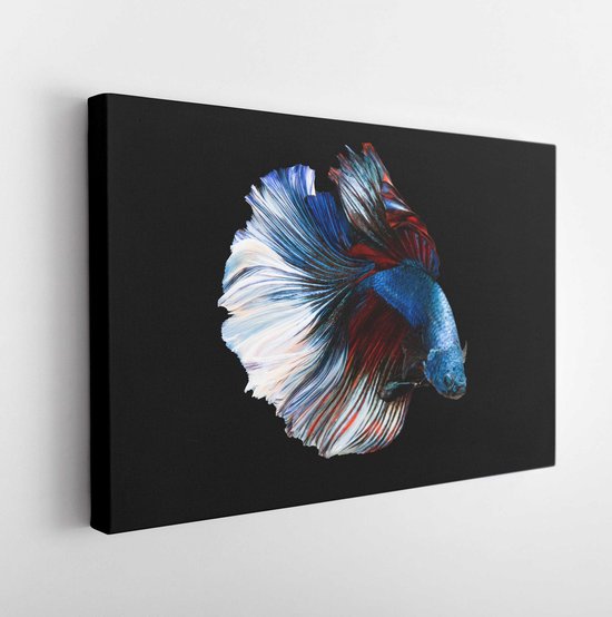 Blauwe en rode kleur bij zwaaien op zwarte achtergrond, Siamese kempvissen (Rosetail) (halve maan), vechten vis, Betta splendens, uitknippad - Modern Art Canvas - Horizontaal - 1692301339 - 80*60 Horizontal