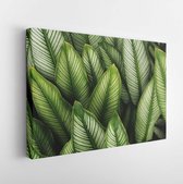 Groen blad met witte strepen van Calathea majestica, tropische gebladerte plant natuur laat patroon op donkere achtergrond - Modern Art Canvas - Horizontaal - 777184867 - 115*75 Ho