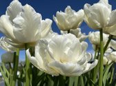 Tulipa Mondial (pioen-achtig) / wit dubbel / 50 stuks / tulpen / bloembollen (tulpenbollen)