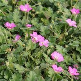 6x Erodium variabile ‘Bishop’s Form’ - Reigerbek - Pot 9x9 cm