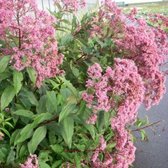 6x Eupatorium maculatum ‘Riesenschirm’ - Koninginnekruid - Pot 9x9 cm