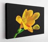 Gele bloem op zwarte achtergrond. Gele bloemen. Gele bloem op zwart. Gele bloem macroweergave - Modern Art Canvas - Horizontaal - 1596108070 - 80*60 Horizontal