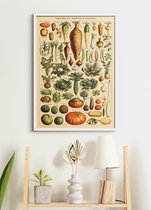 Poster In Witte Lijst - Vintage Groenten - Educatief - Botanisch - 70x50 cm