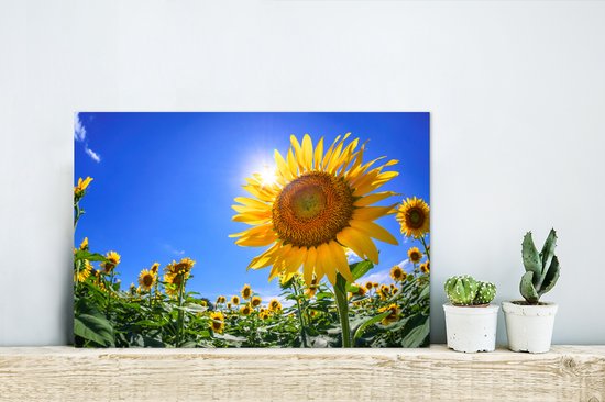 Aluminium schilderij 30x20 cm - Wanddecoratie metaal - Zonnebloemveld vanaf beneden gezien - Metalen muurdecoratie woonkamer - Decoratie industrieel - Foto op dibond - Industriële accessoires slaapkamer