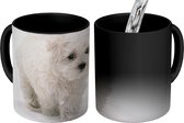 Magische Mok - Foto op Warmte Mokken - Koffiemok - Schattige kleine Maltezer hond - Magic Mok - Beker - 350 ML - Theemok