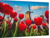 Nederlandse tulpen voor de molens van Amsterdam - Foto op Canvas - 90 x 60 cm