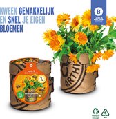 Kit de culture Graines & Abeille-Fleurs Marigold