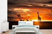 Behang - Fotobehang Silhouetten van giraffen bij zonsondergang - Breedte 600 cm x hoogte 400 cm - Behangpapier