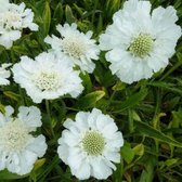 6x Scabiosa caucasica ‘Alba’ - Duifkruid - Pot 9x9 cm