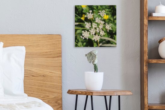 Tableau sur toile Photo d'une fleur de carvi solitaire dans la nature - 20x20 cm - Décoration murale