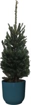 Hellogreen Kamerplant - Echte Kleine Kerstboom - Picea Glauca - 70 cm - ELHO Vibes Fold Rond Diepblauw