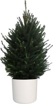 Hellogreen Kamerplant - Echte Kleine Kerstboom - Picea Glauca - 110 cm - ELHO B.For Soft Rond Wit