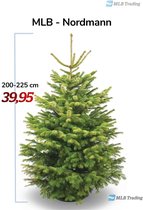 Nordmann Kerstboom (Vers) 200-225cm