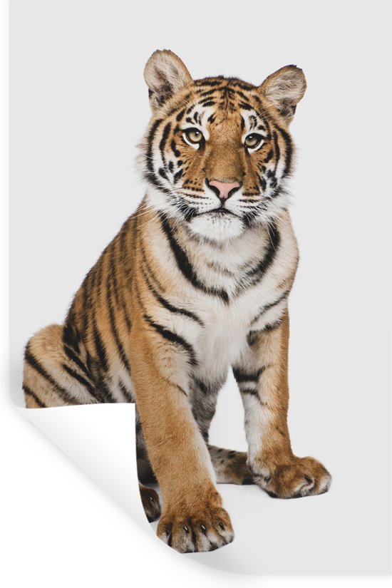 Muursticker kids - Tijger - Dieren - Wit - Jongetje - Jongens - Kids - Muursticker kinderkamer - Sticker voor kinderen - Zelfklevend behangpapier - Stickerfolie