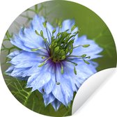 WallCircle - Muurstickers - Behangcirkel - Een lichtblauwe nigella in bloei - ⌀ 140 cm - Muurcirkel - Zelfklevend - Ronde Behangsticker