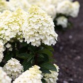 Hydrangea paniculata 'Little Blossom' - Pluimhortensia - Pot Ø 17 cm (2 liter)