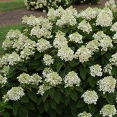 Hydrangea paniculata 'Baby Lace' - Pluimhortensia - Pot Ø 26 cm (7,5 liter)