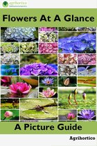 Flowers at a Glance