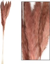 Droogbloemen - pampas pluimen - Red/Brown 6 stuks - 65 tot 75 cm