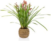 Orchidee – Cymbidium – 95cm hoog – Plant in pot - Licht roze - Bloemen