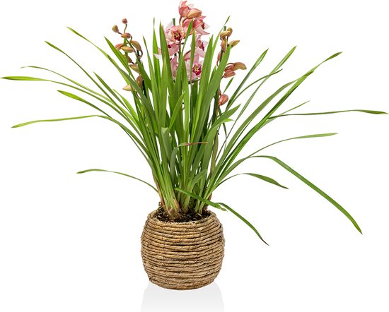 Orchidee – Cymbidium – 95cm hoog – Plant in pot - Licht roze - Bloemen